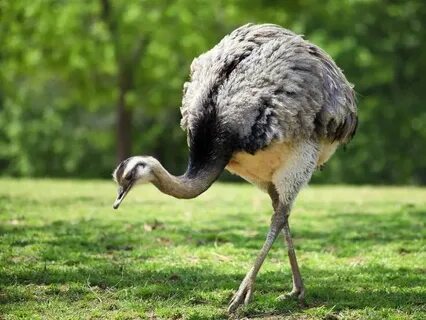 Flightless bird american mouth
