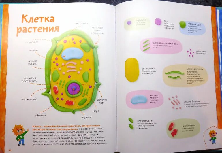 Модель растительной клетки из фетра. Модель растительной клетки. Модель растительной клетки 5 класс биология. Модель растительной клетки 5 класс биология. Макет растительной клетки по биологии 6 класс.