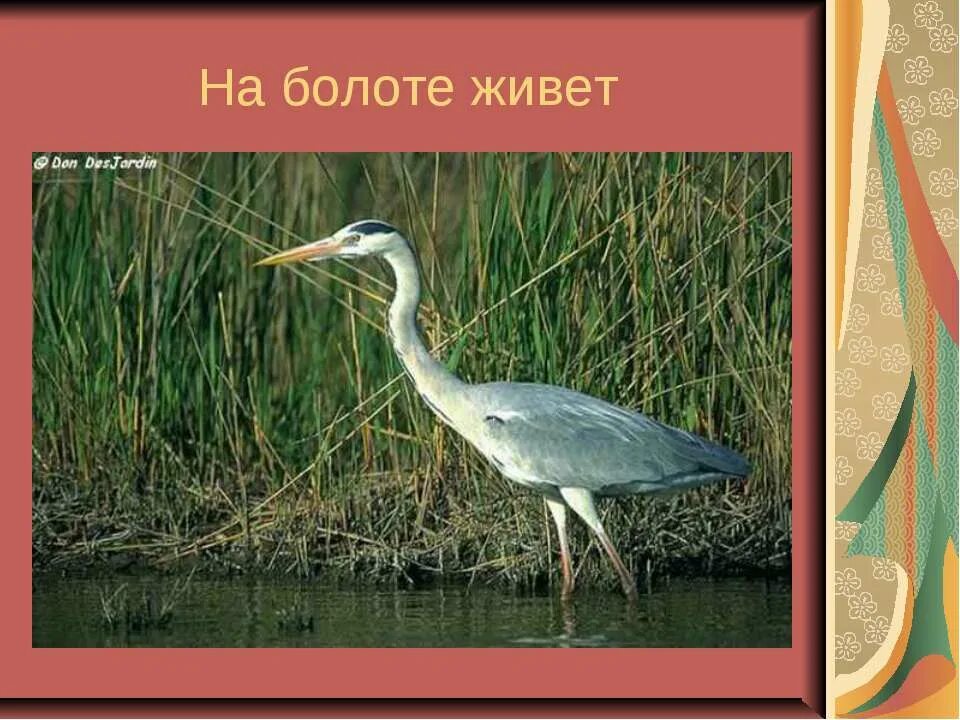 Живет в болоте. Животные которые обитают на болоте. Кто обитает на болотах. Птицы обитающие на болотах.