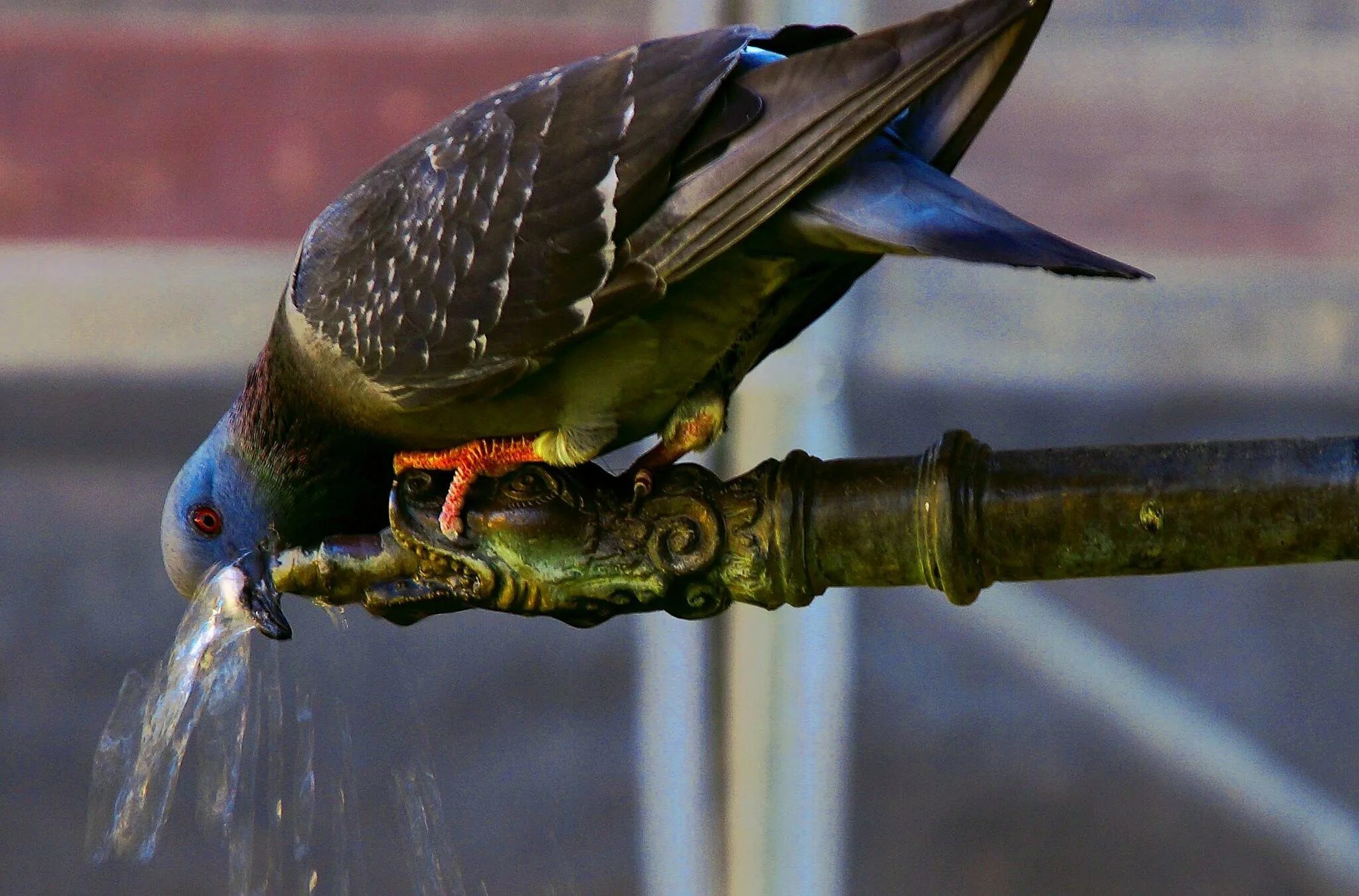 Голубь пьющий воду. Птица пьет. Птицы пьют воду. Голубь пьет. Водный голубь.