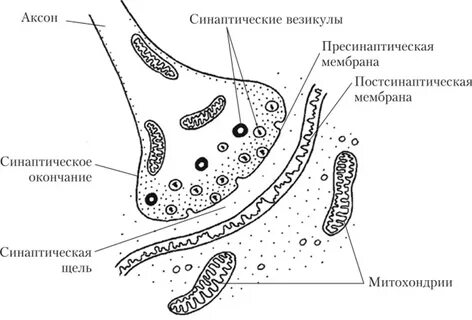 Нервно мышечный синапс