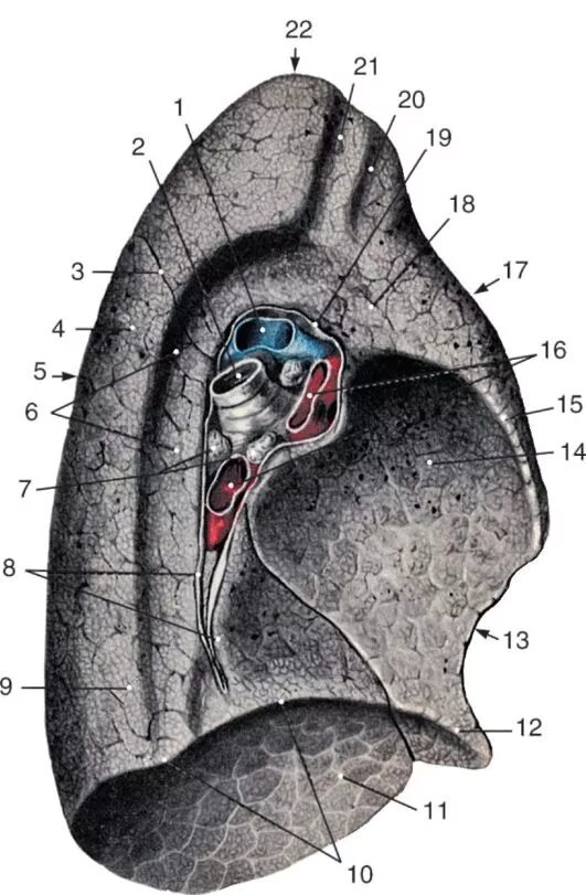 Ворота легкого образования. Корень левого легкого синтопия. Топография корня легкого. Структура корня легкого. Анатомические структуры корня легкого.