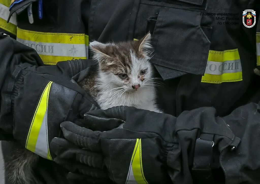 Пожарный спас котенка. Кот спасатель. Пожарный спасает кота. Кошечки спасают