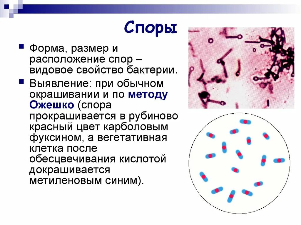 Метод окраски Ожешко. Метод окраски Ожешко микробиология. Споры бактерий методы выявления. Окраска микроорганизмов по Ожешко. Форма спор бактерий