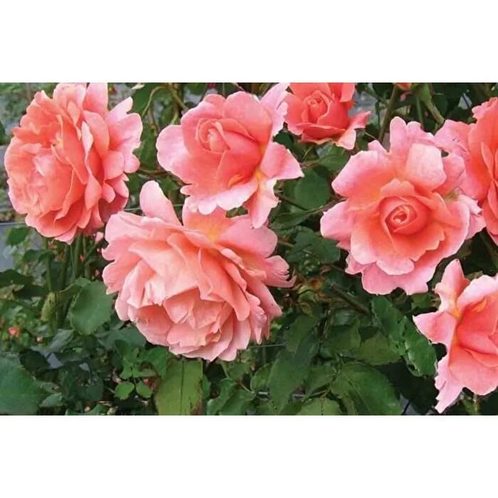 Саженец Роза Алибаба (Rosa Alibaba) купить в Москве по низкой цене из питомника,