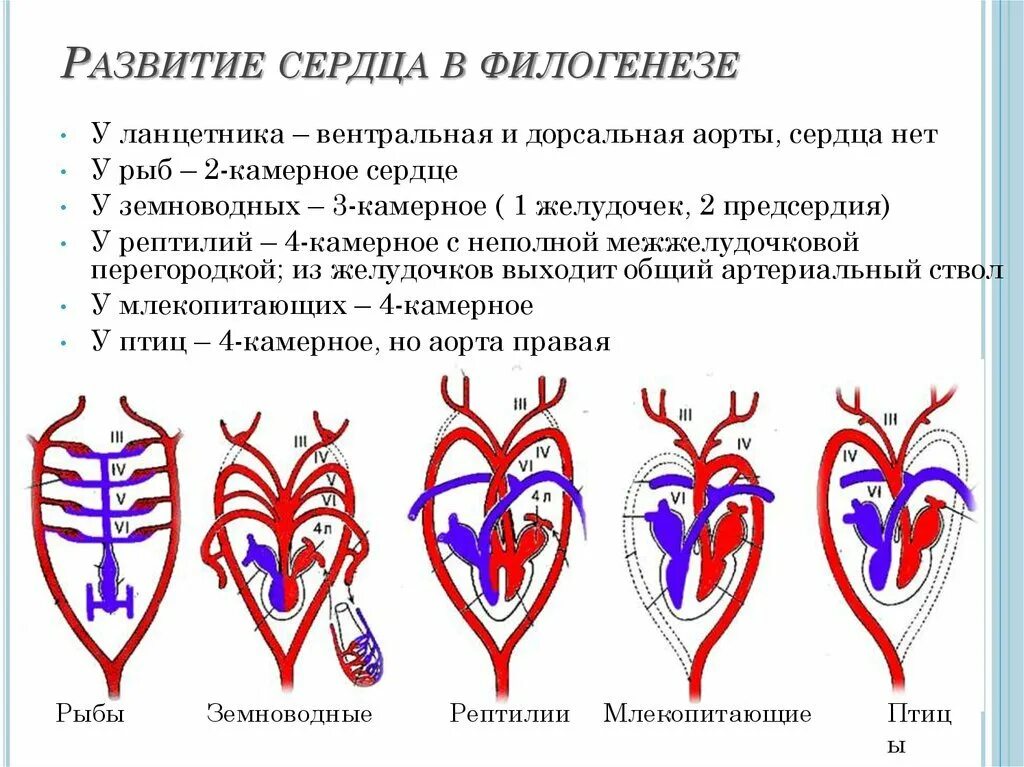 Филогенез кровеносной. Филогенез кровеносной системы хордовых кратко. Эволюция кровеносной системы пороки развития. Эволюция кровеносной системы позвоночных пороки развития. Эволюция кровеносной системы позвоночных животных схема.