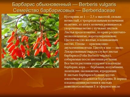 Барбарис обыкновенный полезные свойства ягод и применение