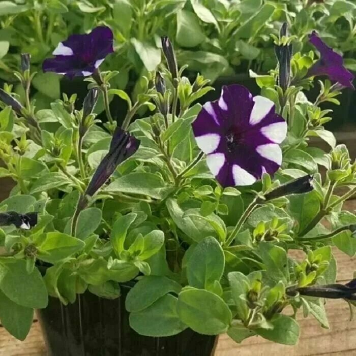 петуния трилоджи парпл. петуния трилоджи. петуния f1 экзотик тулуз. петуния shock wave purple tie dye. петуния вейв парпл.