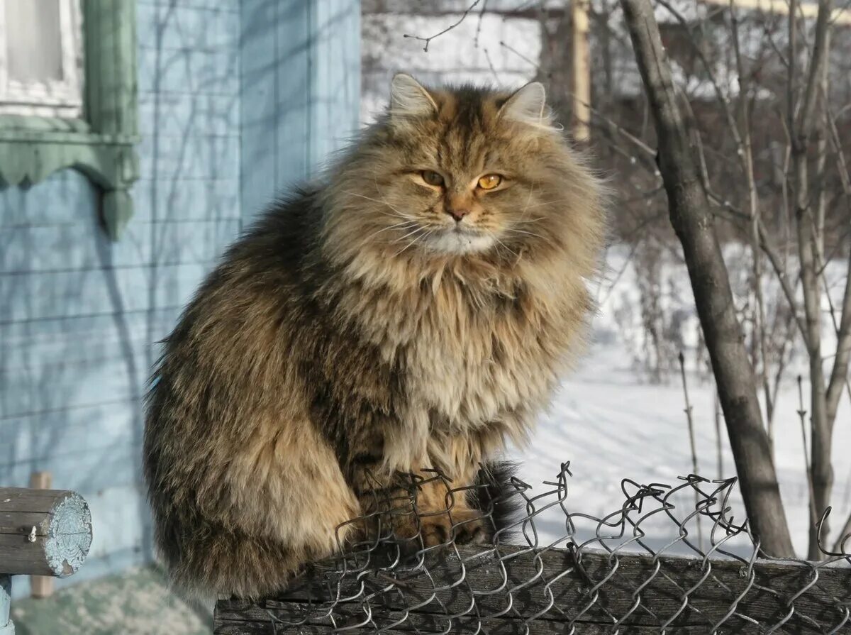 Шерстка летом
