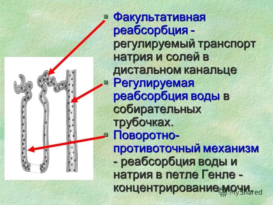 Интенсивность реабсорбции солей в почках. Процесс реабсорбции в почках. Реабсорбция глюкозы в почках. Процессы реабсорбции и секреции в почках. Гормоны регулирующие реабсорбцию ионов кальция в нефроне.