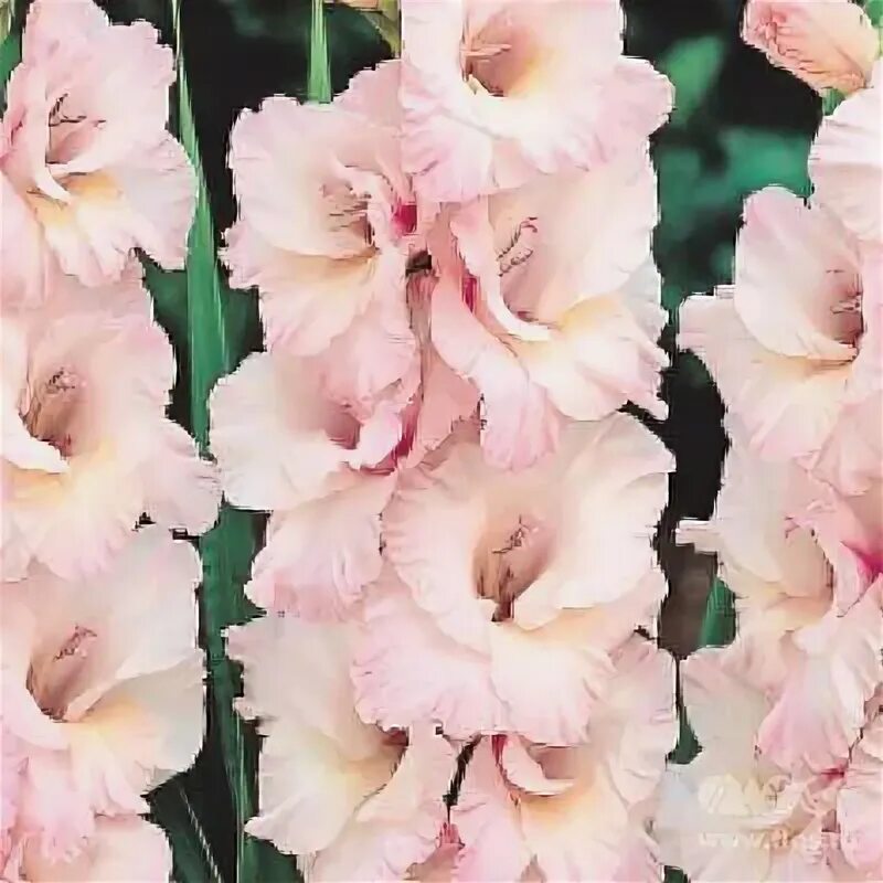 Гладиолус выдвиженец. Гладиолус гибридный (gladiolus &#039;apollo&#039;). гладиолус эдванс. гладиолус крупноцветковый эдванс. гладиолус эдванс красный.