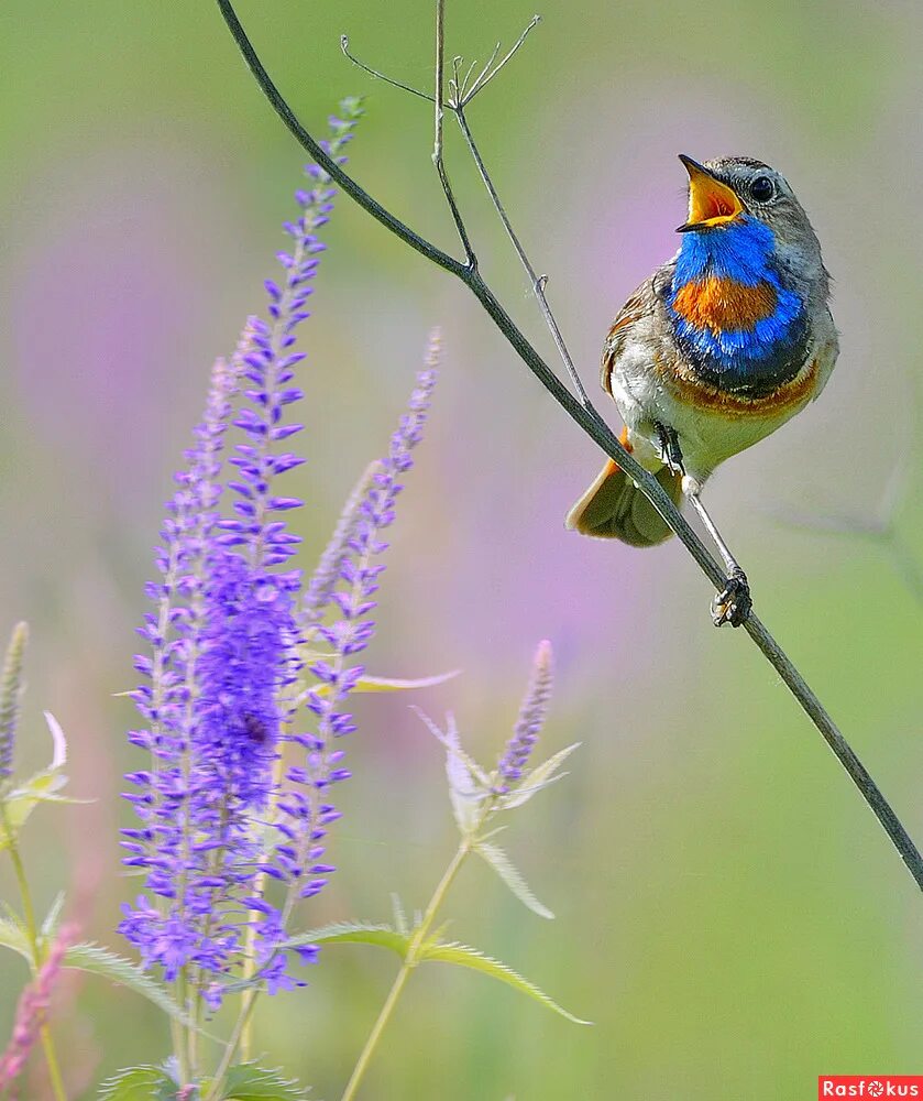 весенние птички. птицы поют. желтенькая певчая птица. варакушка певчая. соловей варакушка пение.