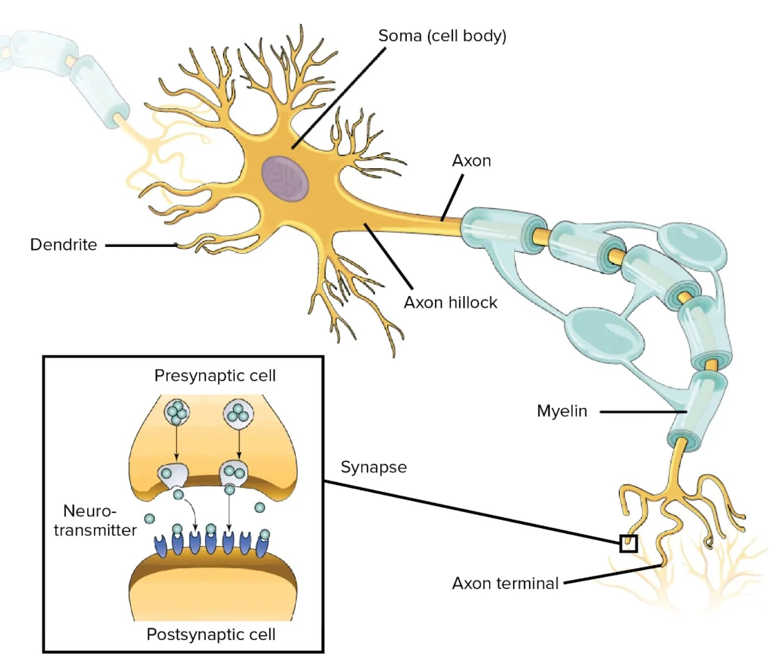 Neuron cell. Терминаль аксона. neuron structure. аксон нейрона. neuron structure and function.