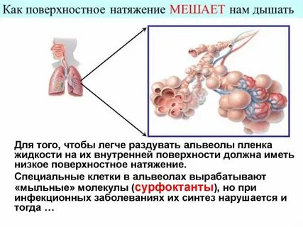 Жидкости поверхностные явления