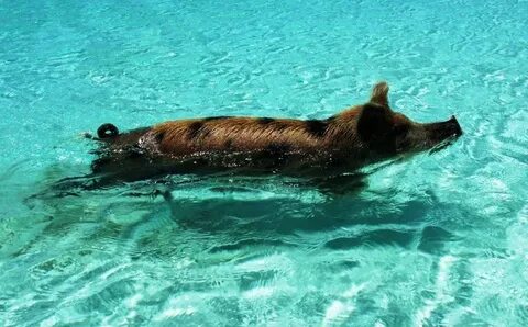 Swimming pig