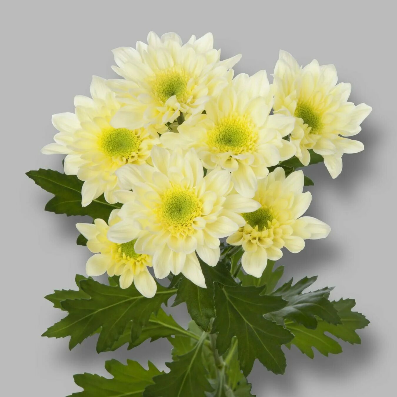 Софтон хризантема куст. Хризантема кустовая фианна. Хризантема кустовая стеллини вельвет. Хризантема кустовая bacardi. Каталог хризантем фото.