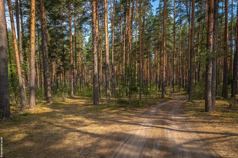 Шалово Луга Сосновый лес, Бор. Шалово-Перечицкий заказник. Озеро в Сосновом лесу. Заказник сосновые леса. Сосновые леса в луге