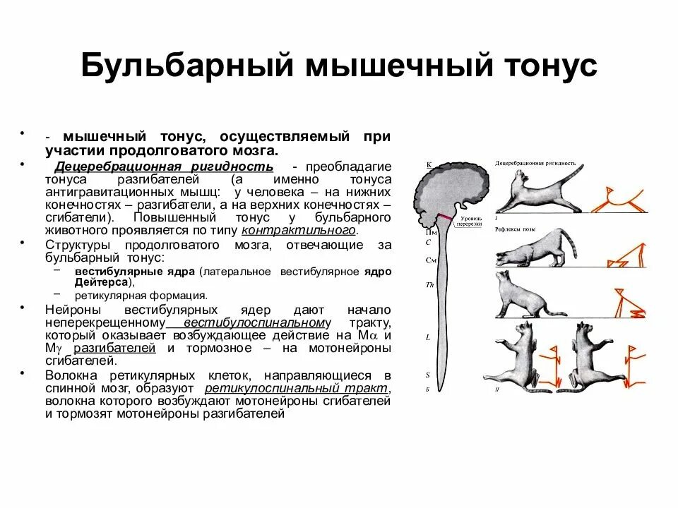 Рефлексы верхних конечностей. Состояние мышечного тонуса бульбарного животного. Тонус мышц разгибателей физиология. Мышечный тонус бульбарного животного. Физиология мышц мышечный тонус.