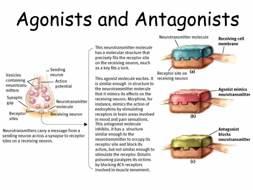 Агонист и антагонист. Кожа рецепторы головной мозг. Agonist перевертыш. Агонист и антагонист в биологии.