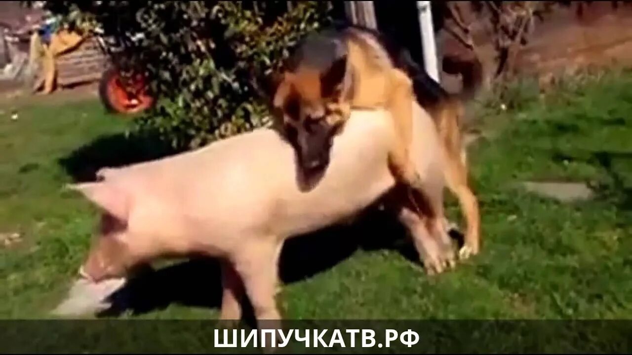Как Заняться Сексом С Псом