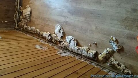 Гриб на полу