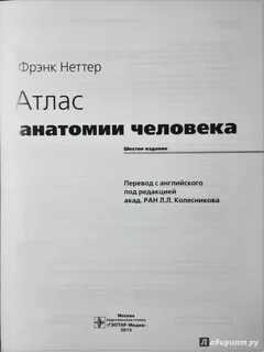 Фрэнк неттер анатомия