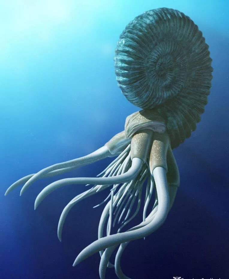 аммонит вымершее животное