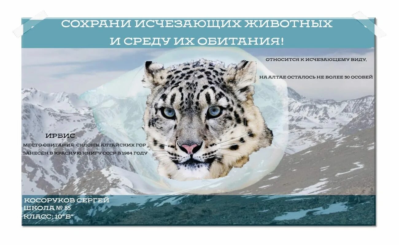 Красная книга про исчезающих животных. Животные из красной книги. Вымершие виды животных из красной книги. Список исчезающих животных. Животные на грани исчезновения в красной книге.