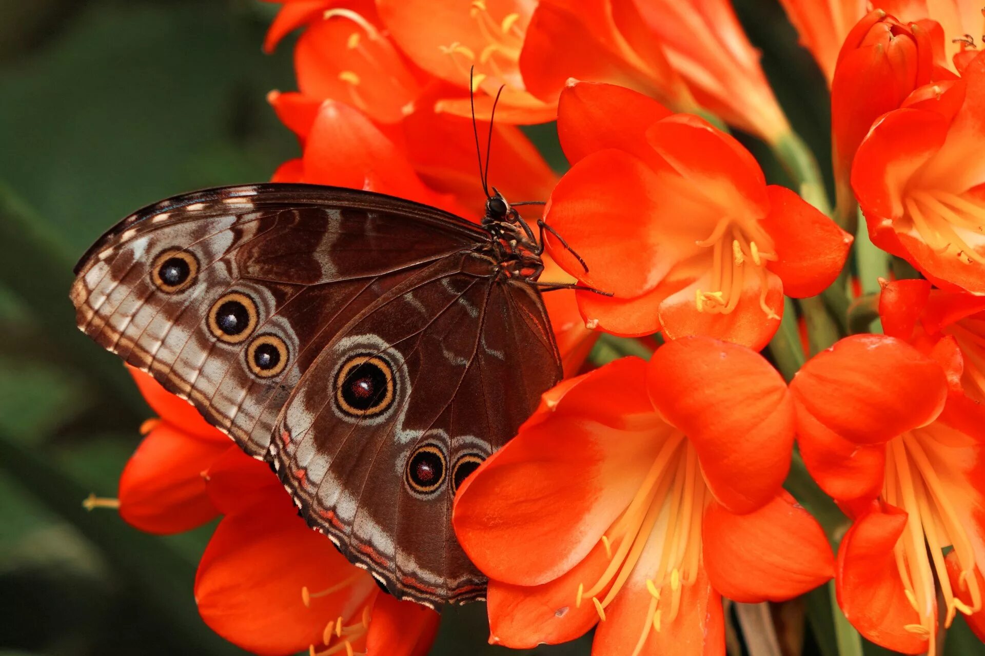 Красивые бабочки на цветах. Бабочка на цветке. Красивые бабочки. Бабочки в цветах. Бабочки картинки красивые.