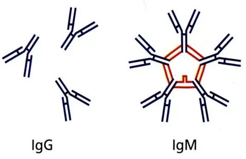 Igm иммуноглобулин м