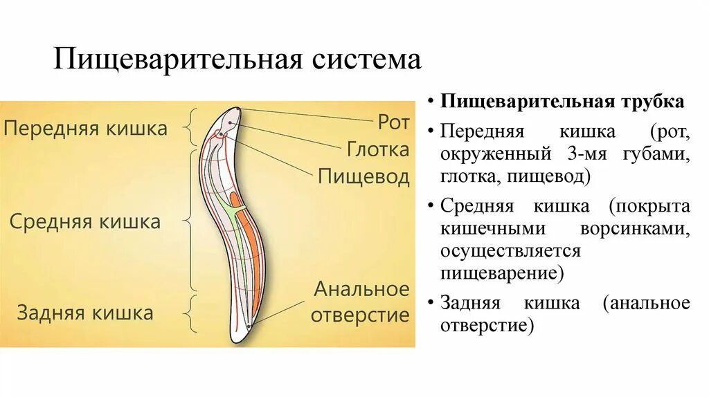 Развитие систем органов у червей. Пищеварительная система круглого червя. Круглые черви пищеварительная система. Пищеварительная система круглых червей 7 класс. Строение пищеварительной системы круглых червей.