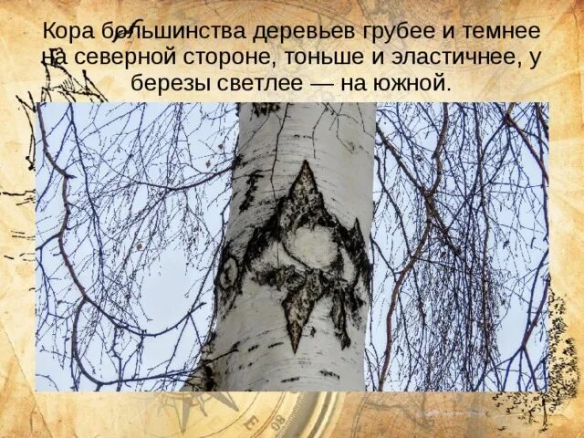 Смутно белели старые. Кора березы на северной стороне. Смутно белели старые березы по сторонам шоссе гдз. Смутно белели старые. Смутно белели старые.