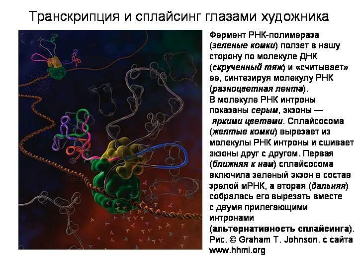 Транскрипция какой фермент. Сплайсинг ферменты. Ферменты участвующие в сплайсинге. Сплайсинг РНК. Сплайсинг ДНК.