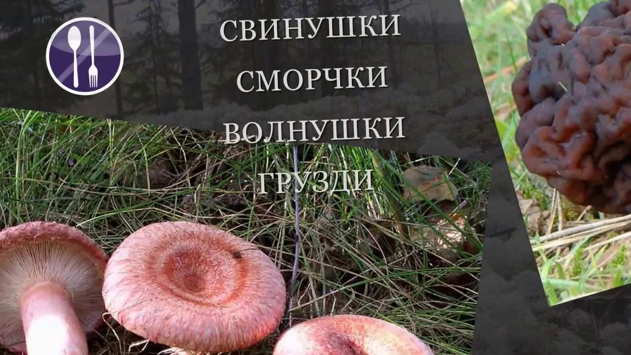 Волнушки грибы съедобные и несъедобные фото. Волнушки грибы съедобные и несъедобные фото. Грибы волнушки ложные. Розовая волнушка ядовитая. Волнушка ядовитый гриб или нет.