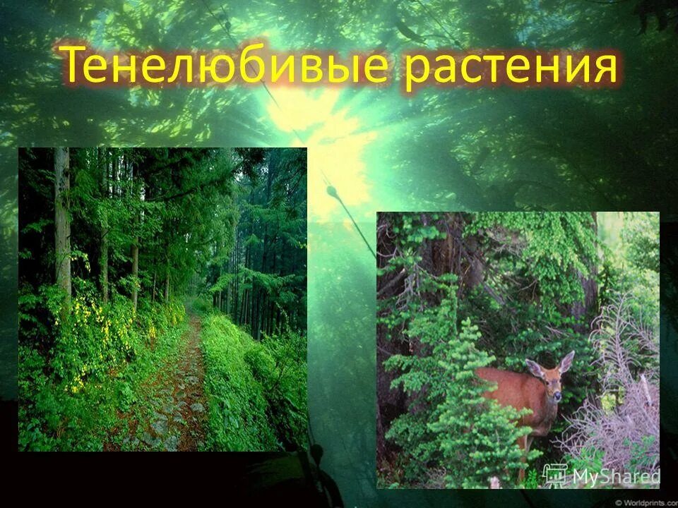 Тенелюбивые растения. Светолюбивые и тенелюбивые растения. Место обитания тенелюбивых растений. Приспособления тенелюбивых растений.