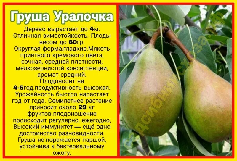 Груша детская описание фото