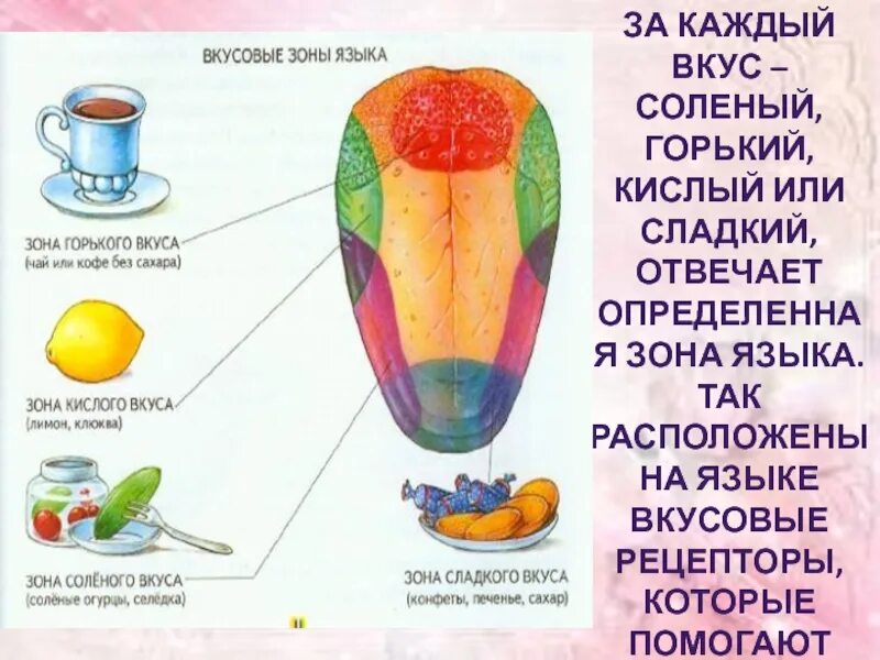 Вкусовые зоны языка биология 8 класс. Рецепторрецепторы языка. Зоны языка вкусовые рецепторы. Вкусовые рецепторы на языке.