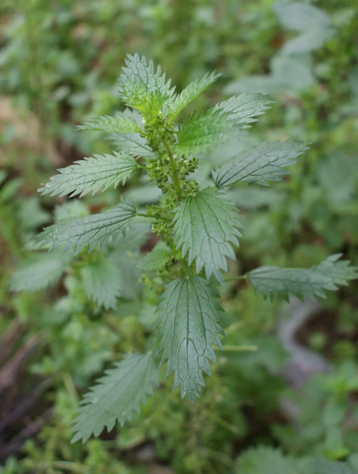 Крапиву (Urtica. Крапива жгучая (Urtica urens). Крапива мелколистная. Уртика уренс. Как выглядит крапива