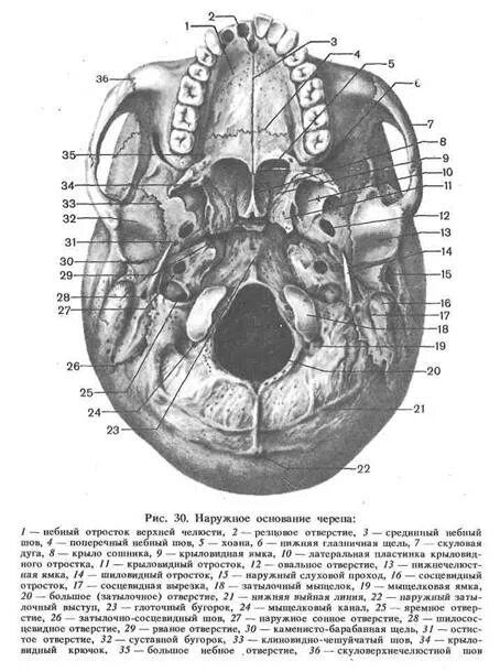 Чешуйчатая щель. Наружное основание черепа барабанно сосцевидная щель. каменисто барабанная щель височной кости на черепе. наружное основание черепа височная кость. височная кость барабанно чешуйчатая щель.