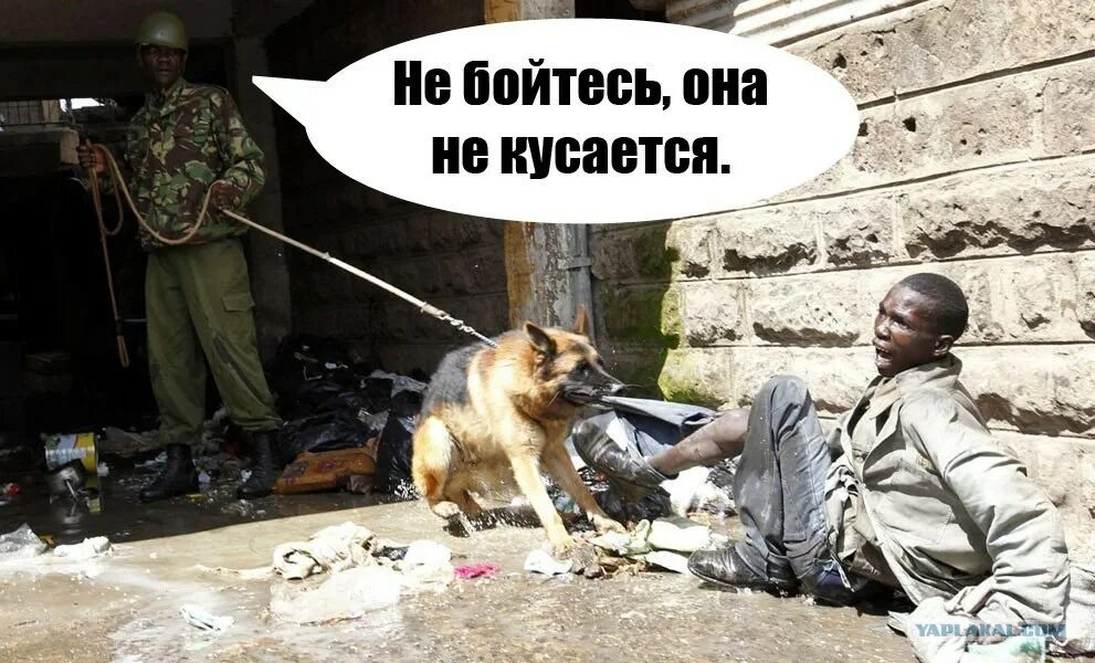 Не кусается не бросается. Не бойся он не кусается. не бойтесь он немкусается.