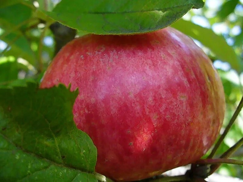 Сорт яблони медуница отзывы. Штрифель яблоня. Сорт яблони Штрифель. Яблоня Медуница. Сорт яблок Шаропай.