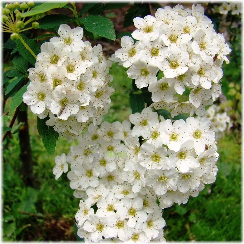 Белые кусты цветут в мае. Спирея Вангутта. Спирея Вангутта белая. Спирея Уссурийская. Спирея Вангутта (Spiraea vanhouttei).