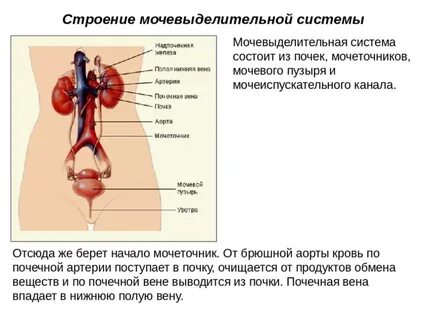 Орган мочеиспускания у мужчин