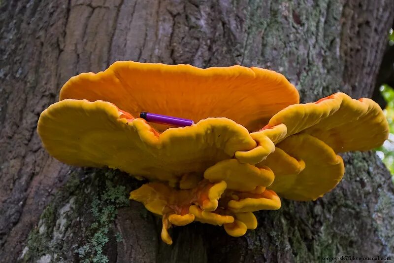 File:Laetiporus sulphureus JPG2a.jpg - Wikimedia Commons