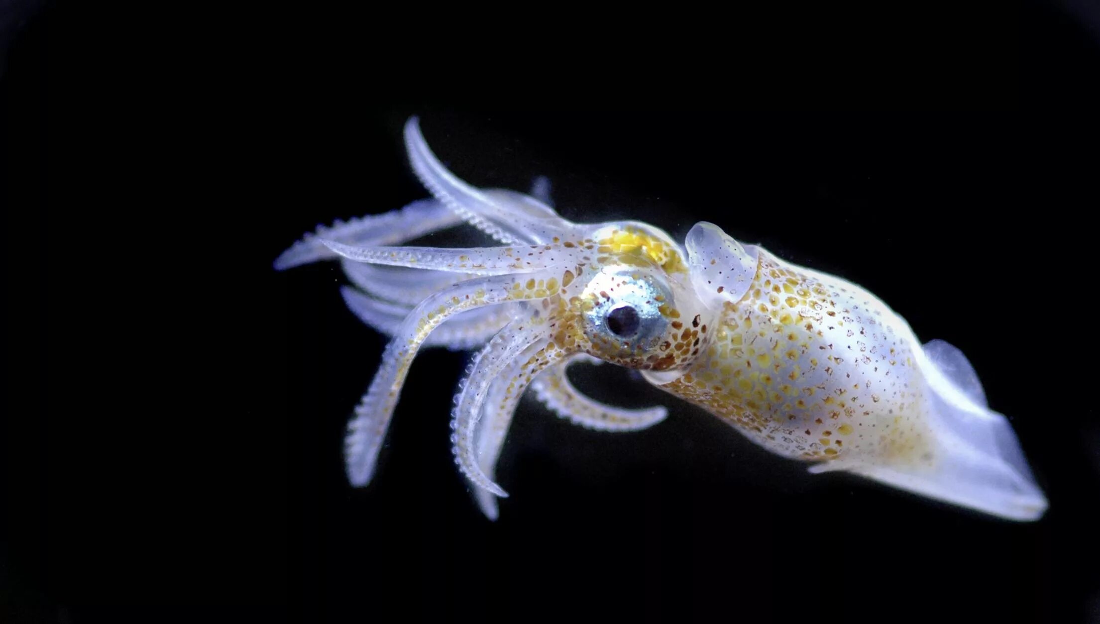 Головоногие моллюски кальмар. Глубоководный кальмар. Двужаберные головоногие. Зоопланктоны ракообразные. Морское головоногое