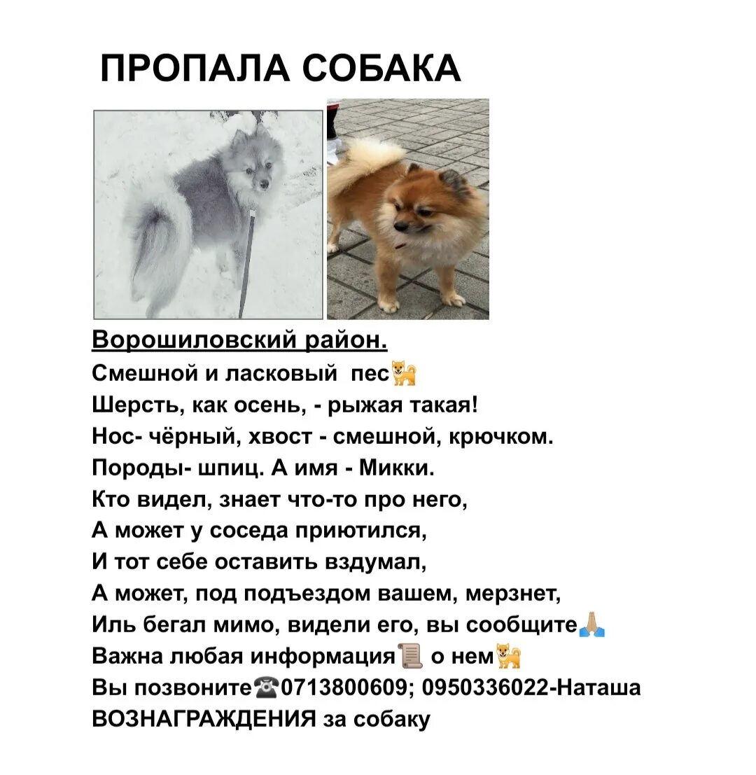 Кошка собаки нету