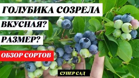 Какая голубика самая вкусная