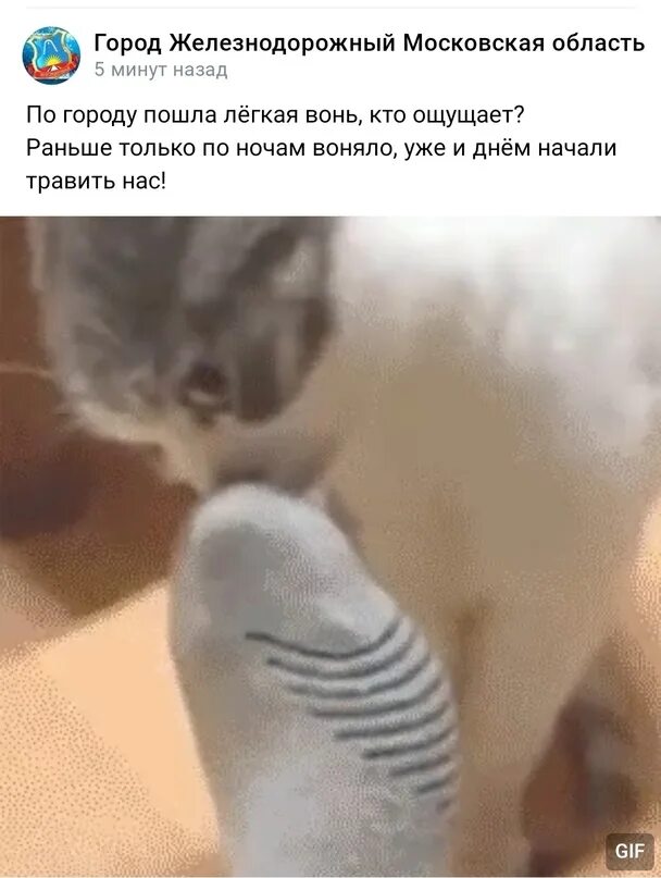 Кот понюхал носки. Котик нюхает носки. Кот нюхает ногу. Кошки нюхают ртом