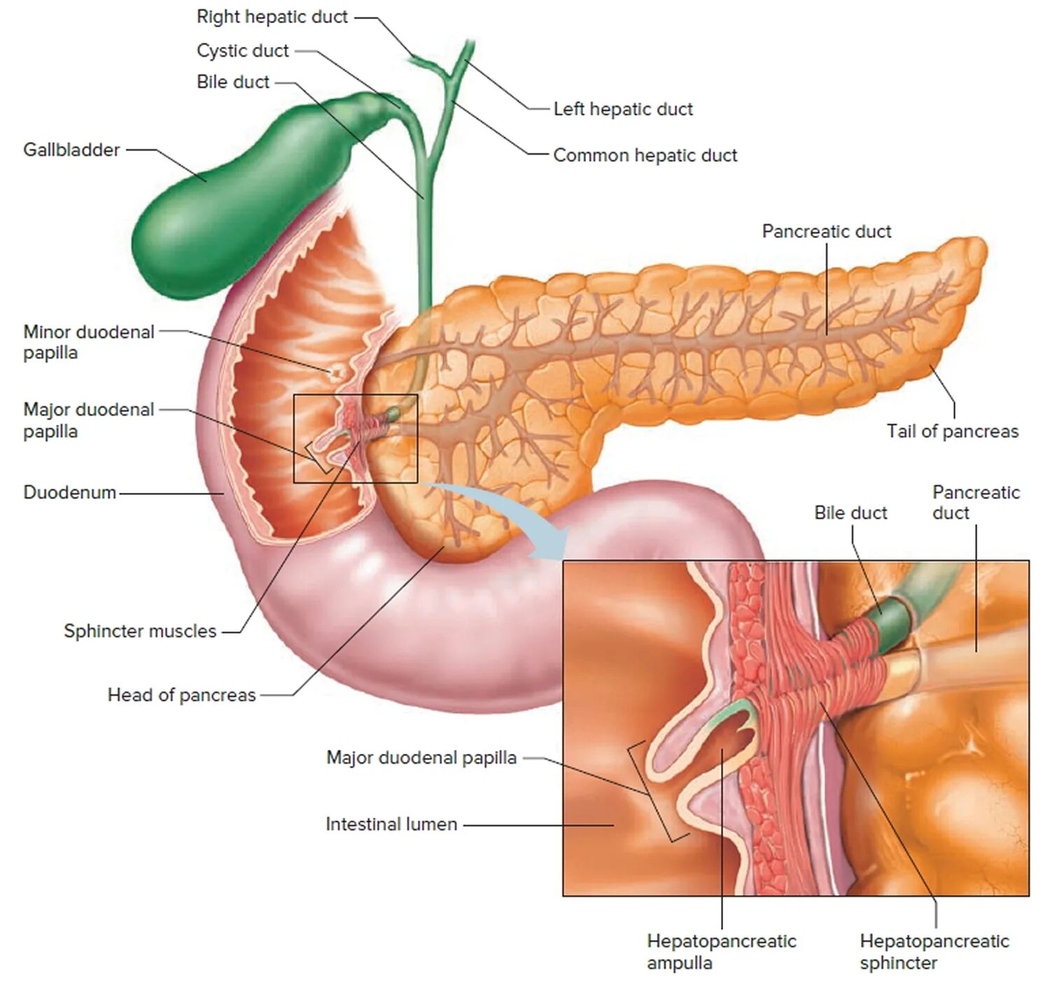 Ampulla hepatopancreatica анатомия. Анатомия сфинктера Одди. Поджелудочная железа сфинктер Одди. Желчный пузырь сфинктер Одди анатомия. Сфинктер расположение