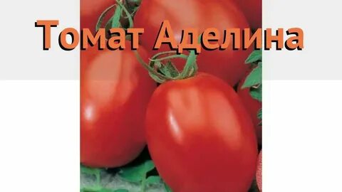 Семена аделины